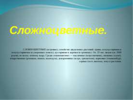Сложноцветные