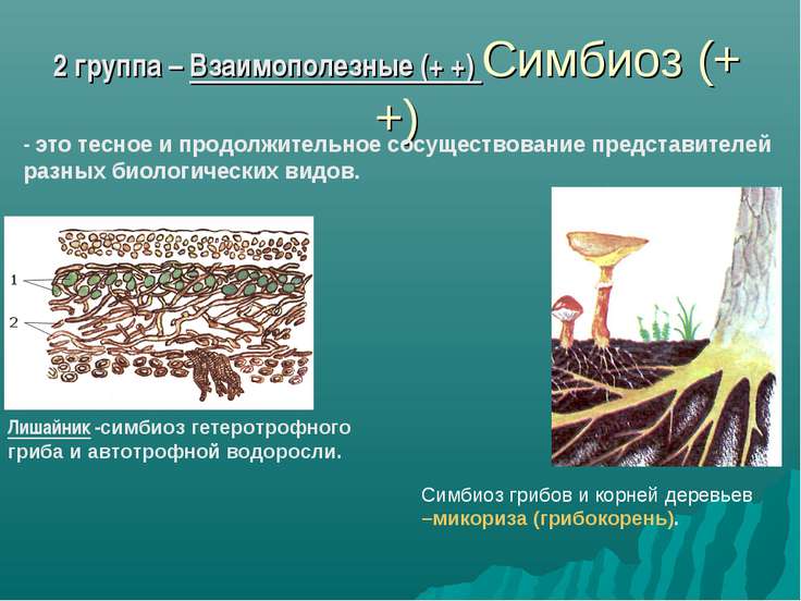 Образуют микоризу с корнями растений. Лишайник это симбиоз. Пример имеют симбиоз с водорослями. Микориза орхидных м микроскопическим грибом фото.