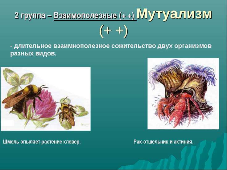 Типы экологических взаимодействий презентация