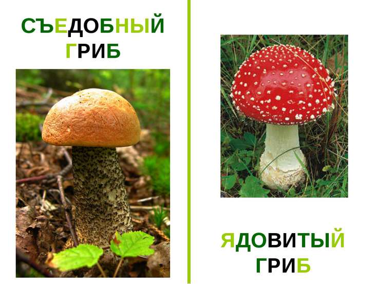 По тему неядовитые грибы биологии на сообщение
