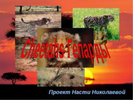 Сheetahs-Гепарды