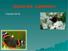 морской конёк