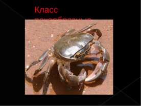 класс паукообразные