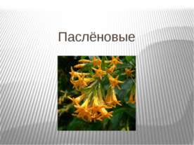 Паслёновые