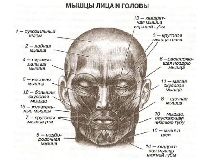 Название лбов. Мышцы лица. Части лица названия анатомия. Мышцы лица человека. Мышцы лица и головы.