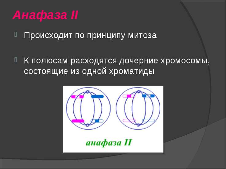 Мейоз 10 класс профильный уровень презентация