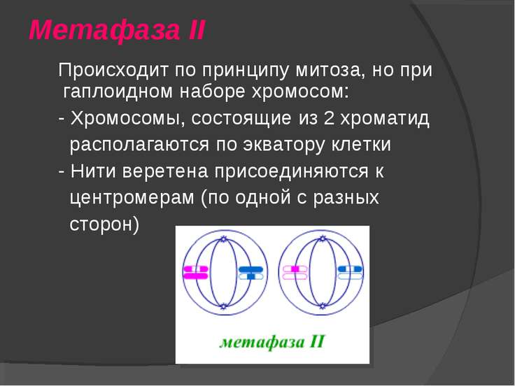 Презентация на тему мейоз