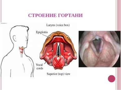 Строение гортани фото с описанием