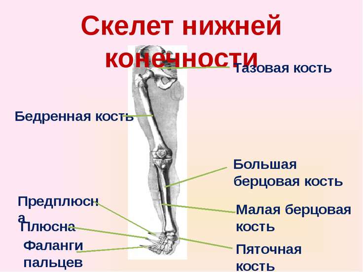 Нижние конечности картинки