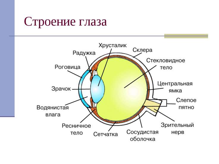 Оптические приборы глаз как оптическая система 8 класс презентация