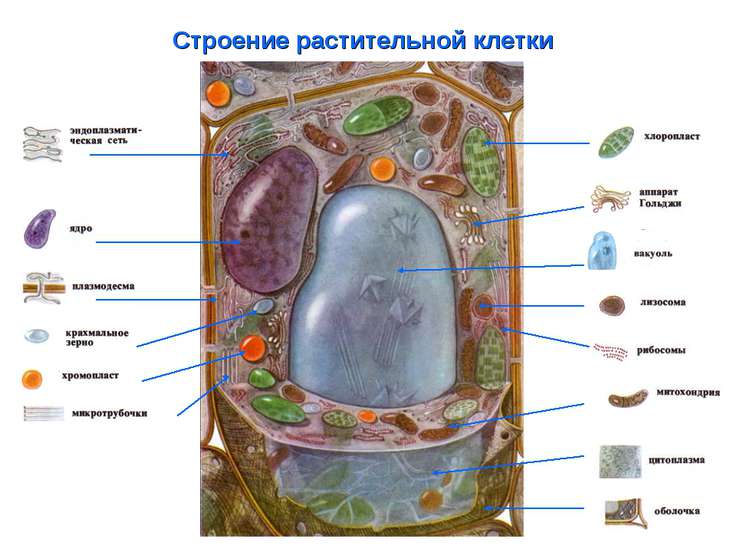 Растительная клетка презентация