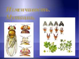 Изменчивость. Мутации