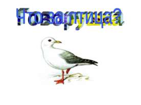 Что за птица?