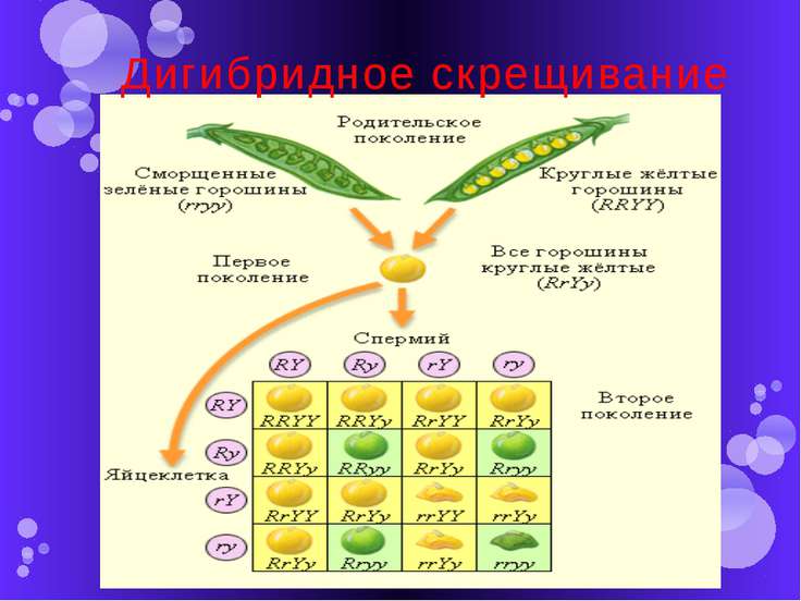 Анализирующее дигибридное скрещивание схема