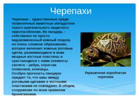 Черепахи
