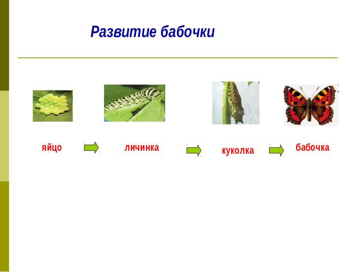 Доклад на тему размножение животных 3 класс