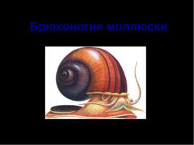 Брюхоногие моллюски
