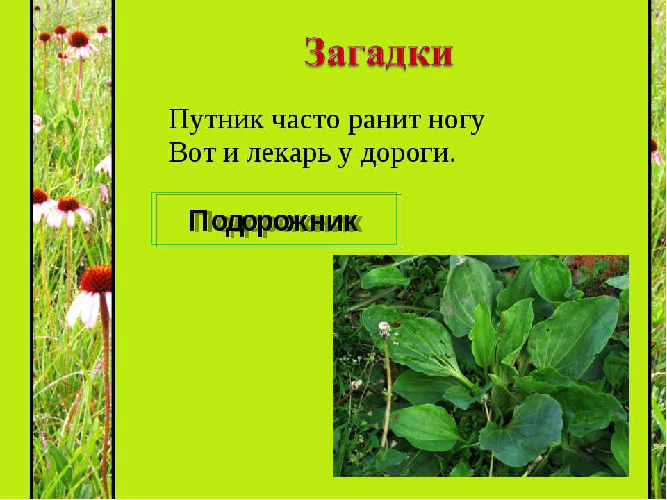 стихи про подорожник Подорожник стихи про