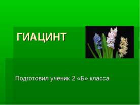 Гиацинт