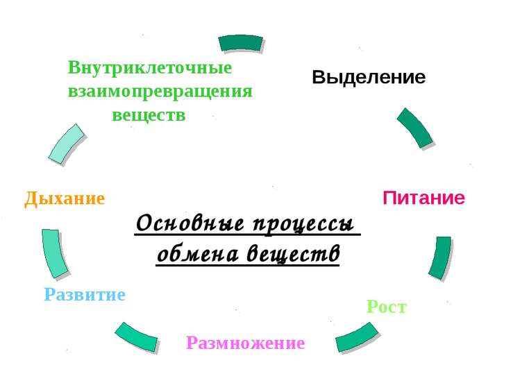 Виды обмена веществ картинки