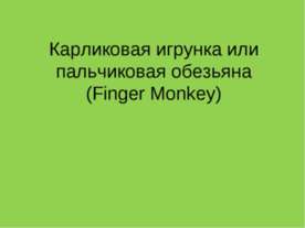 Карликовая игрунка или пальчиковая обезьяна (Finger Monkey)