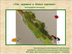 Тли, муравьи и божьи коровки