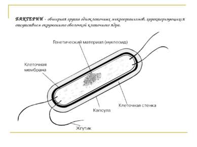 Рисунок морфология бактерий