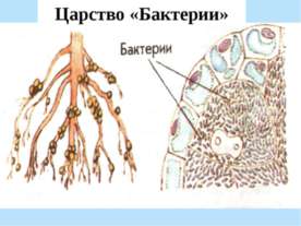 Половое и бесполое размножение организмов