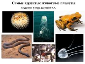 Самые ядовитые животные планеты