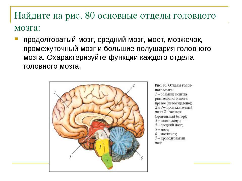 Функции продолговатого мозга 8 класс биология. Средний мозг продолговатый мозг промежуточный мозг функции. Строение продолговатый мозг.мост.мозжечок.средний мозг. Отделы головного мозга продолговатый промежуточный. Головной мозг продолговатый мозг мозжечок.