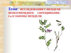 ИССЛЕДОВАНИЯ Г.МЕНДЕЛЯ. МОНОГИБРИДНОЕ СКРЕЩИВАНИЕ. I и II ЗАКОНЫ МЕНДЕЛЯ