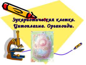 Эукариотическая клетка. Цитоплазма. Органоиды