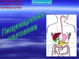 Пищеварение человека