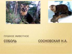 Пушное животное Соболь