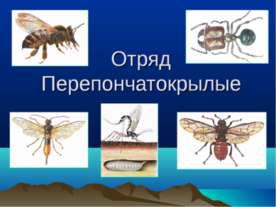 Отряд Перепончатокрылые