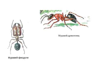 Строение муравья в картинках