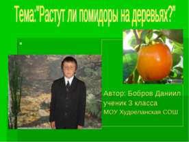 Растут ли помидоры на деревьях?