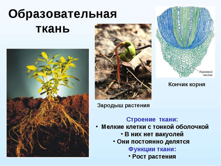 сообщение по биологии 5 класс на тему ткани растений