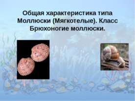 Общая характеристика типа Моллюски (Мягкотелые). Класс Брюхоногие моллюски