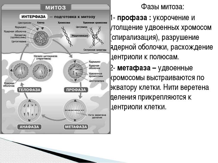 Презентация на тему митоз