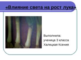 Влияние света на рост лука