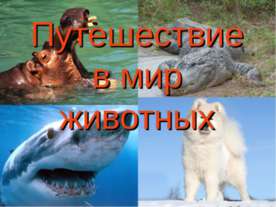 Путешествие в мир животных