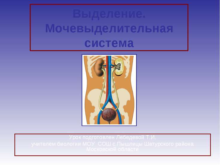 Презентация на тему мочевыделительная система