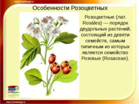 Особенности Розоцветных