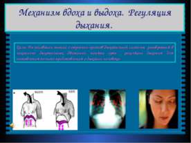 Механизм вдоха и выдоха. Регуляция дыхания