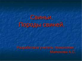 Свиньи. Породы свиней