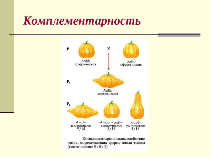 Изменчивость и наследственность фото