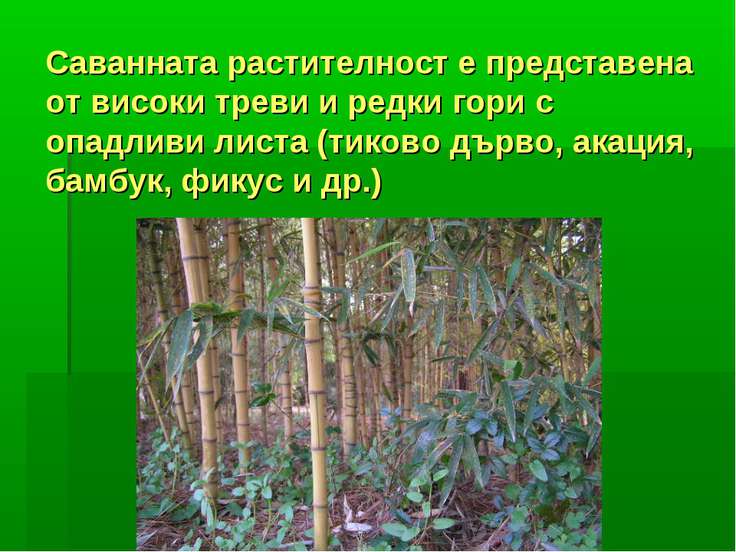Саваните в Азия - презентация к уроку Географии