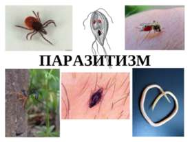 ПАРАЗИТИЗМ