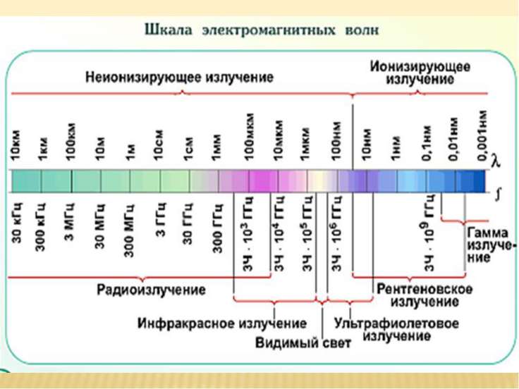 Какой эволюционный процесс и вид отбора обеспечили появление представленных на рисунке пород голубей